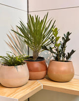 Dollop Ceramic Pot - Plant Daddy