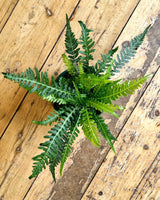 Doodia sp. (Rasp Fern) - Plant Daddy