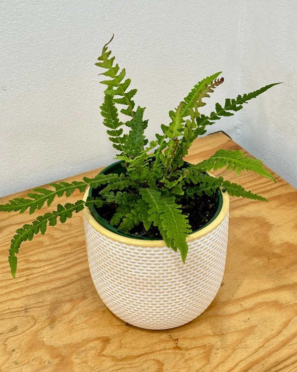 Doodia sp. (Rasp Fern) - Plant Daddy