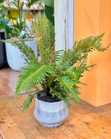 Doodia sp. (Rasp Fern) - Plant Daddy