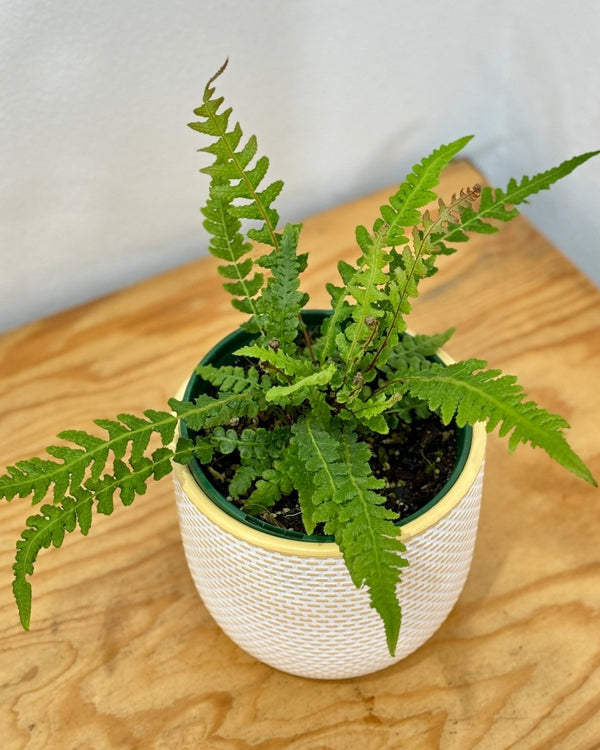 Doodia sp. (Rasp Fern) - Plant Daddy