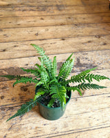 Doodia sp. (Rasp Fern) - Plant Daddy