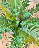 Doodia sp. (Rasp Fern) - Plant Daddy