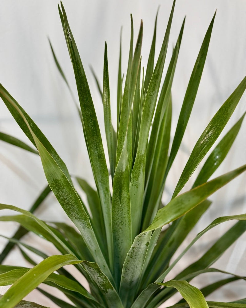 Dracaena draco (Dragon Tree) - Plant Daddy