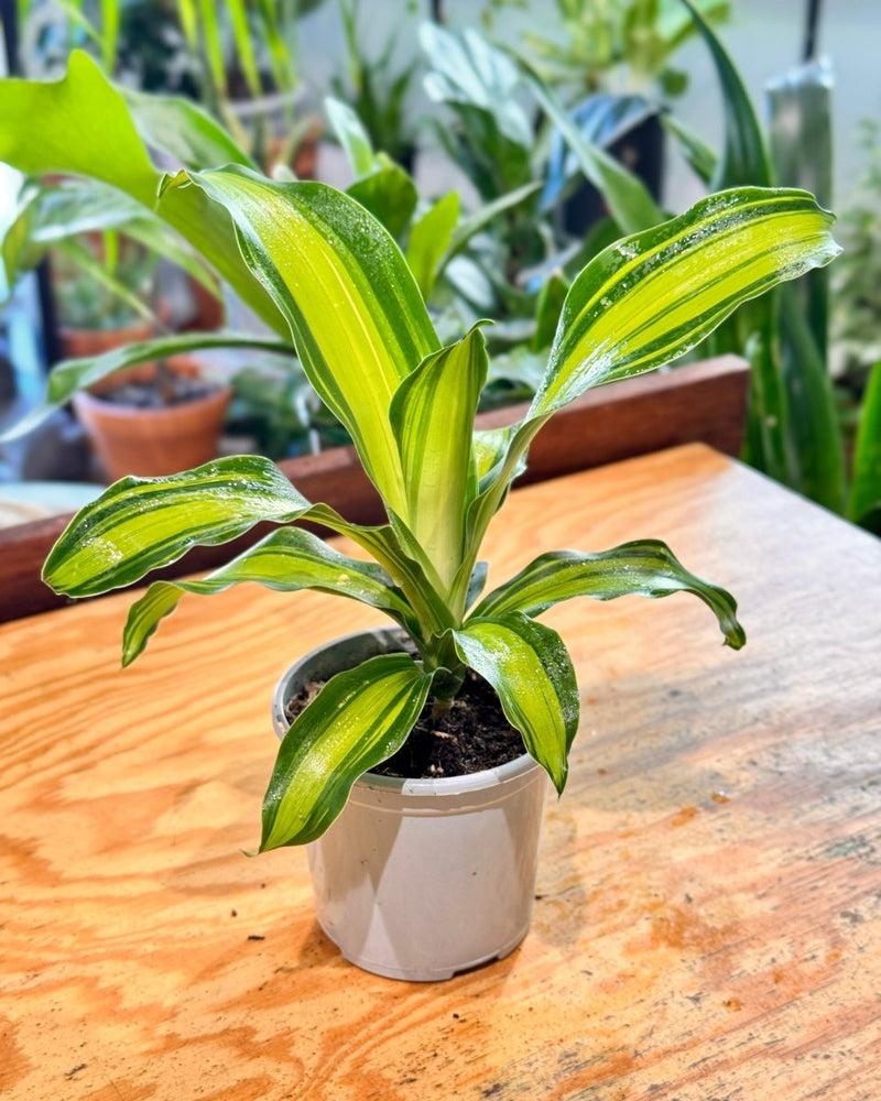 Dracaena fragrans 'Golden Heart' - Plant Daddy