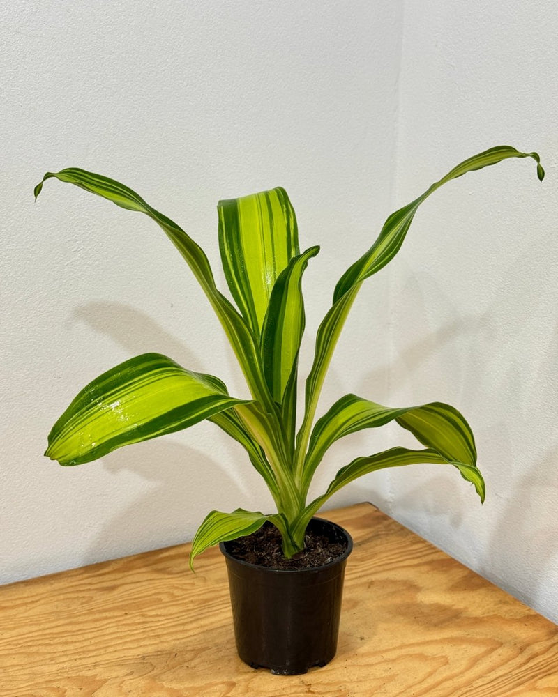 golden heart dracaena Dracaena fragrans 'Golden Heart'