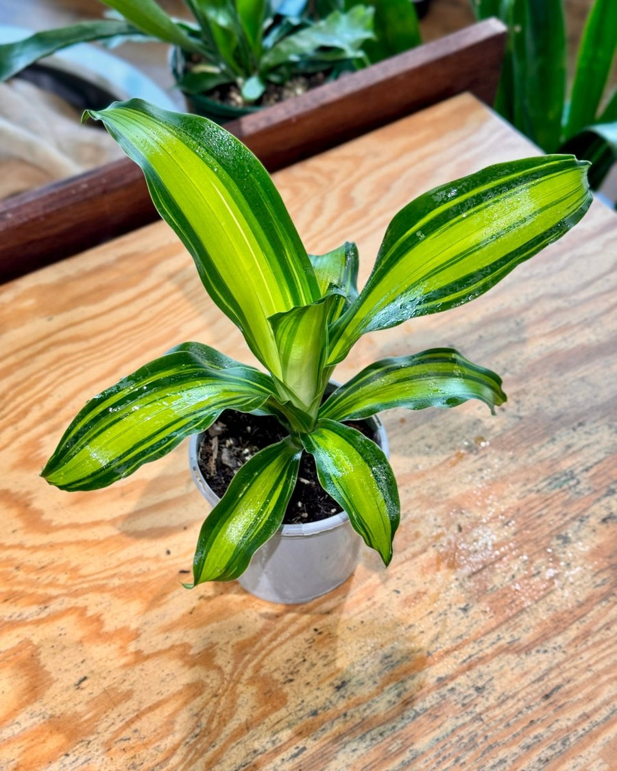 dracaena golden heart yellow leaves Dracaena fragrans 'Golden Heart'