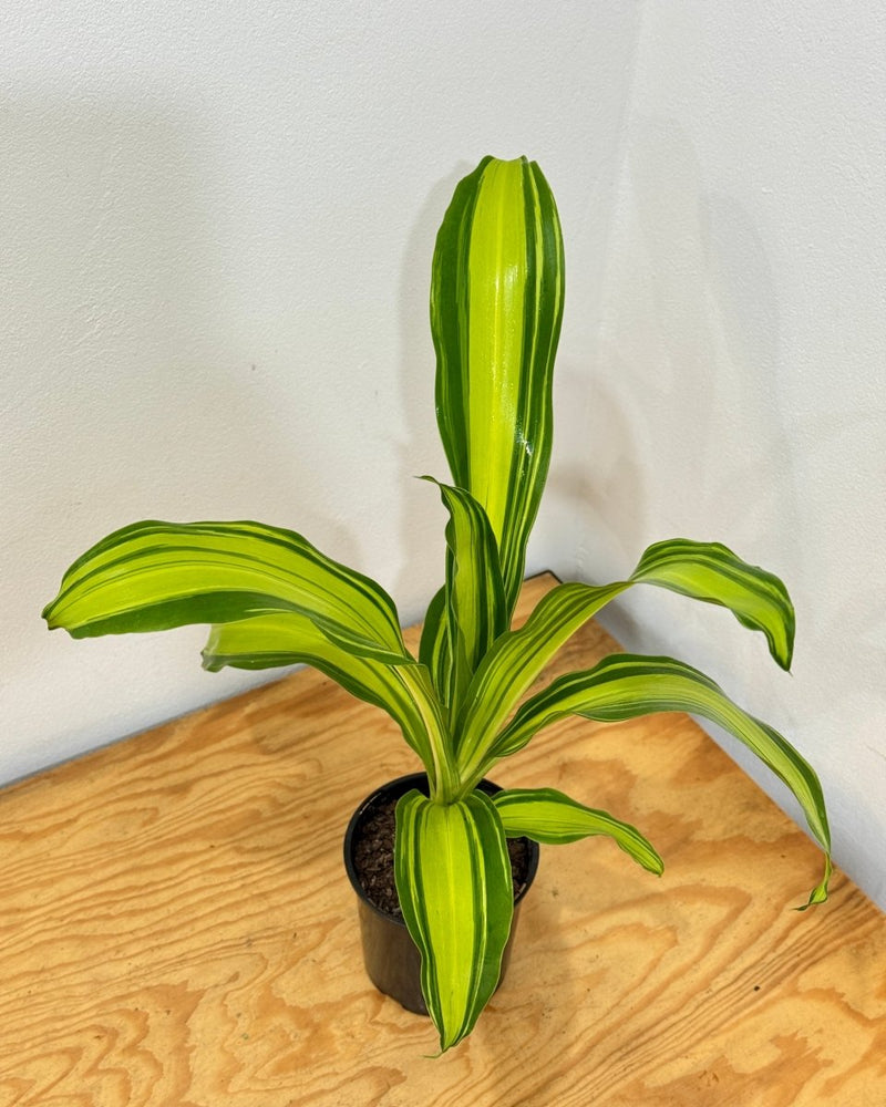 dracaena golden heart toxic Dracaena fragrans 'Golden Heart'