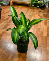 Dracaena fragrans ‘Massangeana’ - Plant Daddy