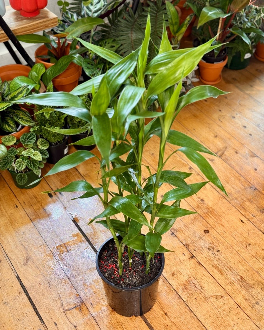 dracaena sanderiana soil Dracaena sanderiana (Lucky Bamboo)