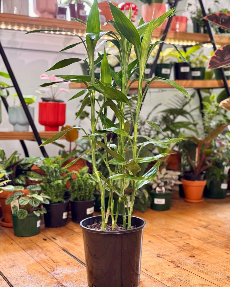 dracaena sanderiana height Dracaena sanderiana (Lucky Bamboo)