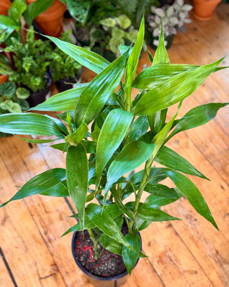 dracaena that looks like bamboo Dracaena sanderiana (Lucky Bamboo)