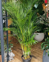 Dypsis lutescens (Golden Cane Palm) - Plant Daddy