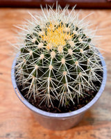 Echinocactus grusonii (Golden Barrel Cactus) - Plant Daddy