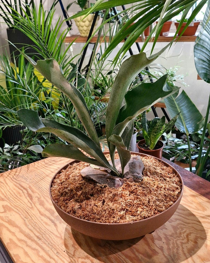 Elkhorn Bowl - Plant Daddy