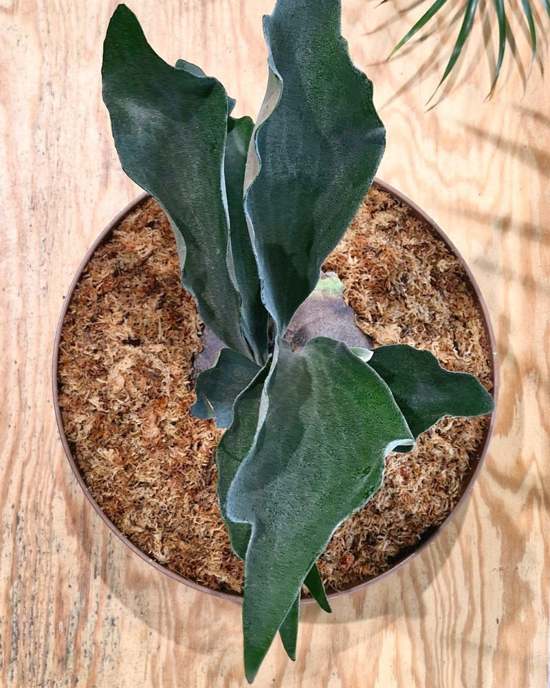 Elkhorn Bowl - Plant Daddy