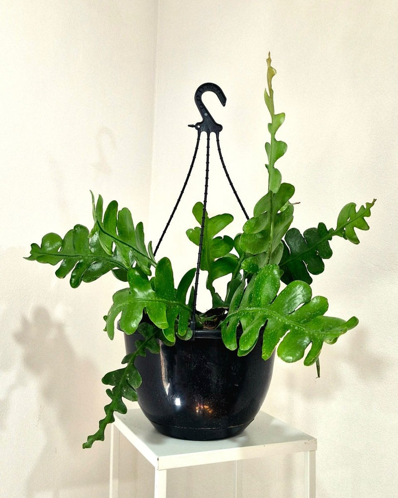 Epiphyllum anguliger - Plant Daddy