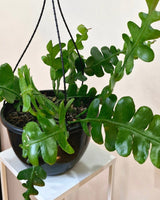 Epiphyllum anguliger - Plant Daddy