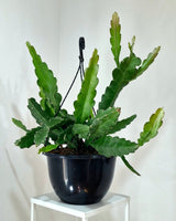 Epiphyllum ‘Cuzco’ - Plant Daddy