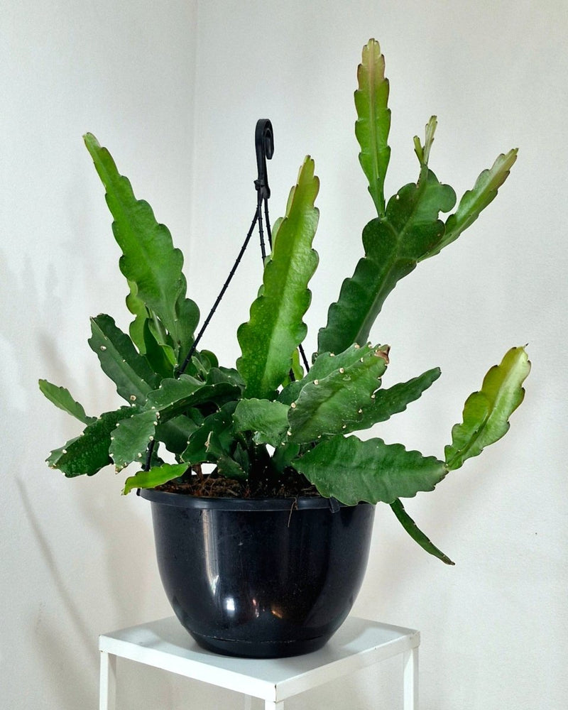 Epiphyllum ‘Cuzco’ - Plant Daddy