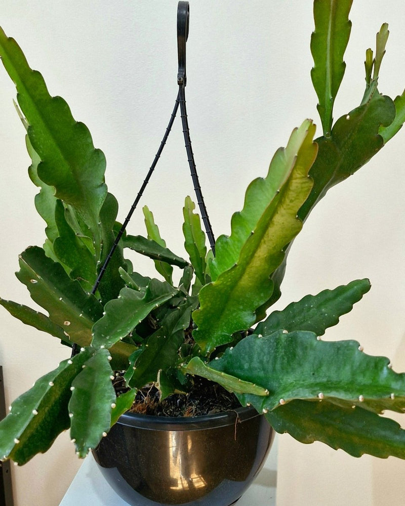 Epiphyllum ‘Cuzco’ - Plant Daddy