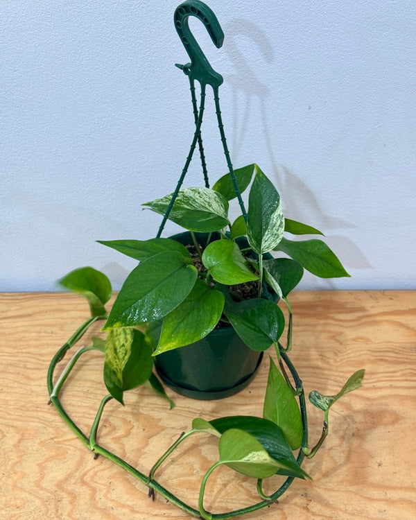 Epipremnum aureum - Plant Daddy