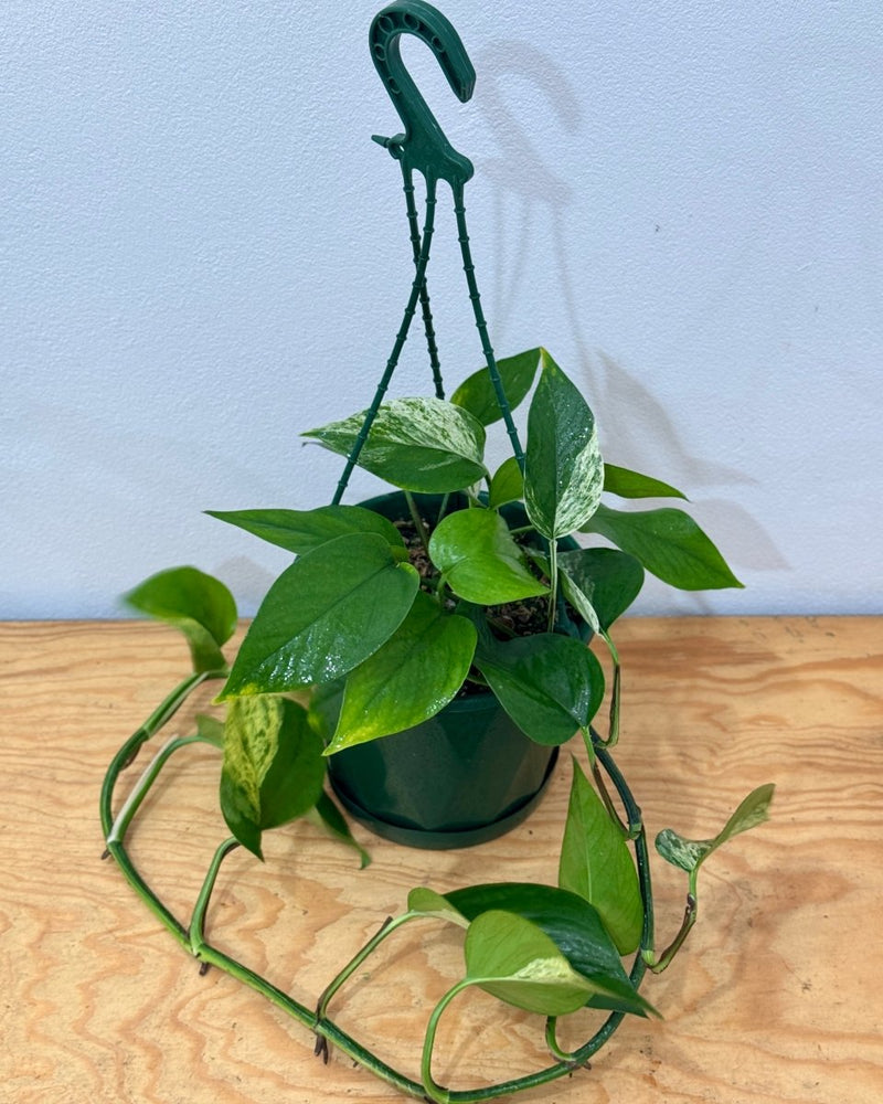 Epipremnum aureum - Plant Daddy