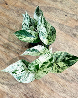 Epipremnum ‘Marble Queen’ - Plant Daddy