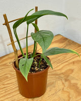 Epipremnum pinnatum ‘Cebu Blue’ - Plant Daddy