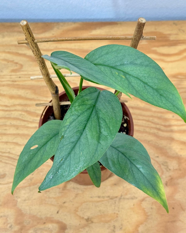 Epipremnum pinnatum ‘Cebu Blue’ - Plant Daddy