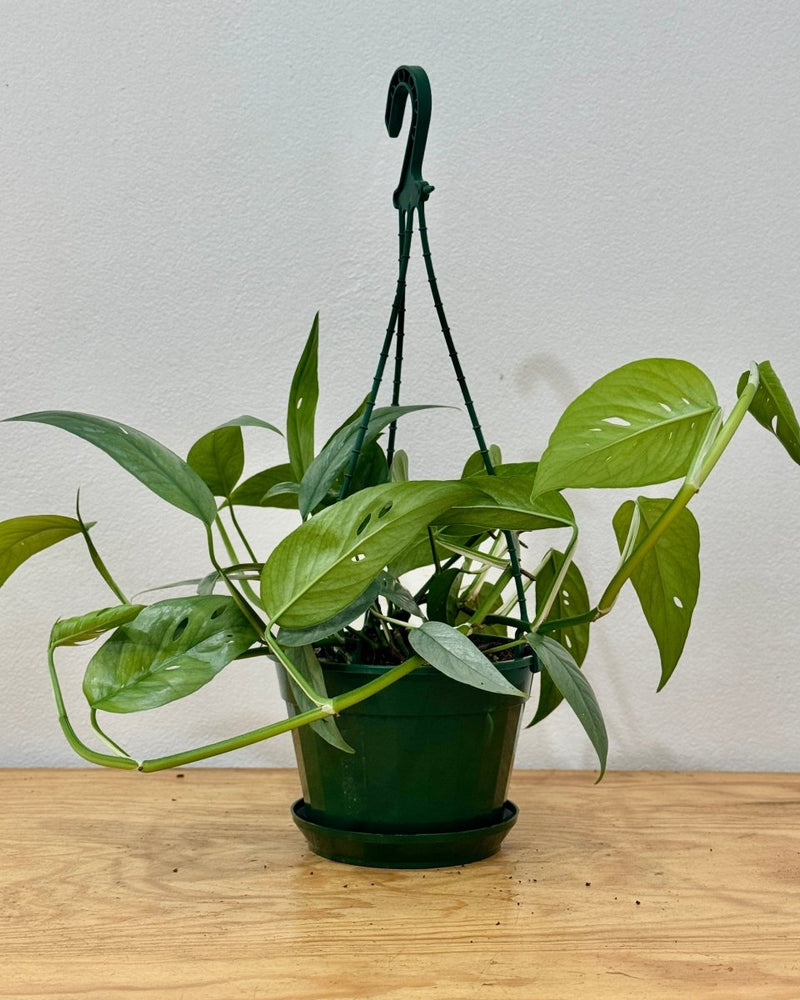 Epipremnum pinnatum ‘Cebu Blue’ - Plant Daddy