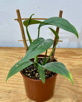 Epipremnum pinnatum ‘Cebu Blue’ - Plant Daddy