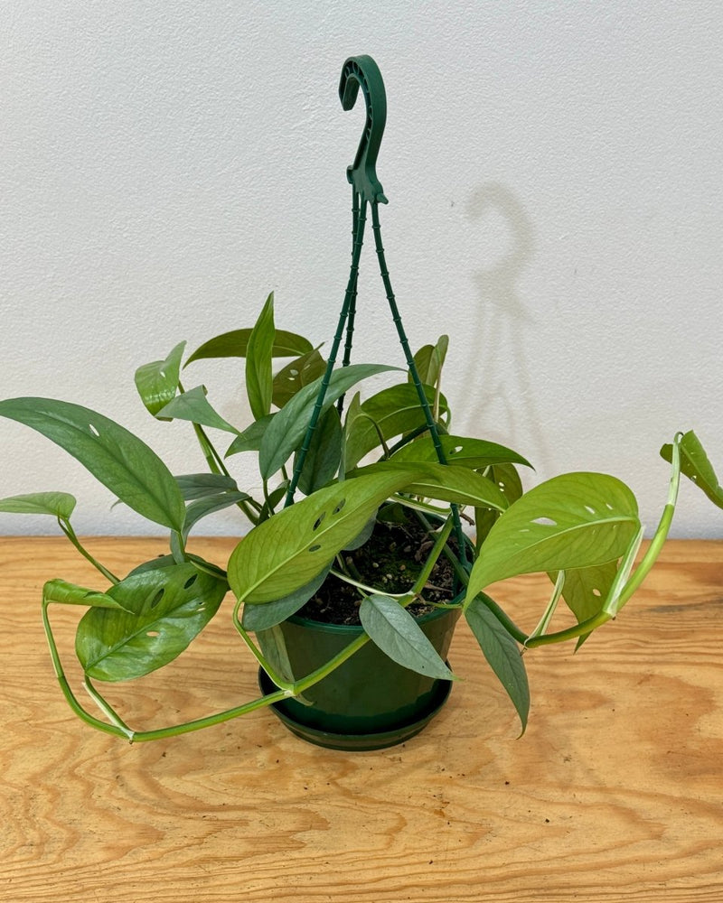 Epipremnum pinnatum ‘Cebu Blue’ - Plant Daddy