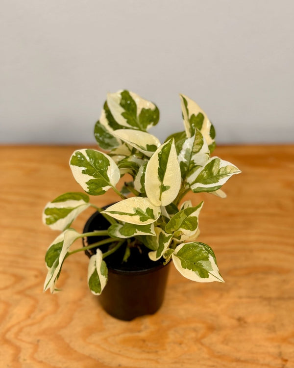 Epipremnum ‘Snow Queen' - Plant Daddy