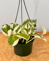 Epipremnum ‘Snow Queen' - Plant Daddy