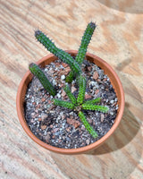 Euphorbia Potted - Plant Daddy