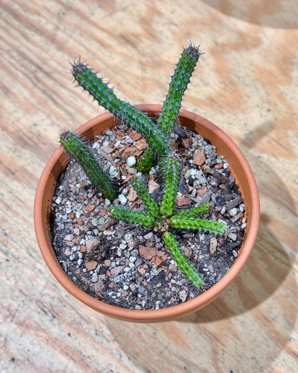 Euphorbia Potted - Plant Daddy