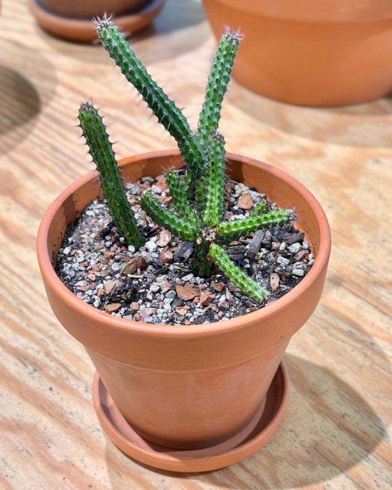 Euphorbia Potted - Plant Daddy