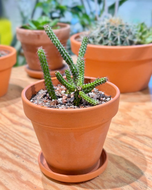 Euphorbia Potted - Plant Daddy
