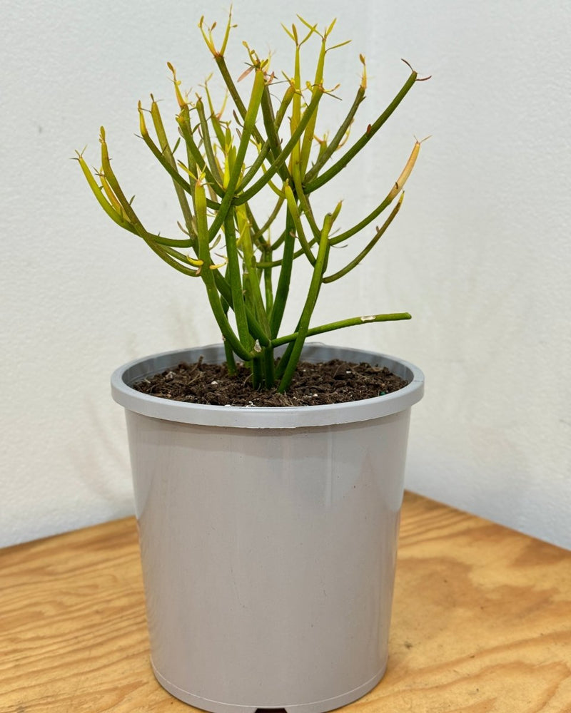 Euphorbia tirucalli (Firesticks) - Plant Daddy