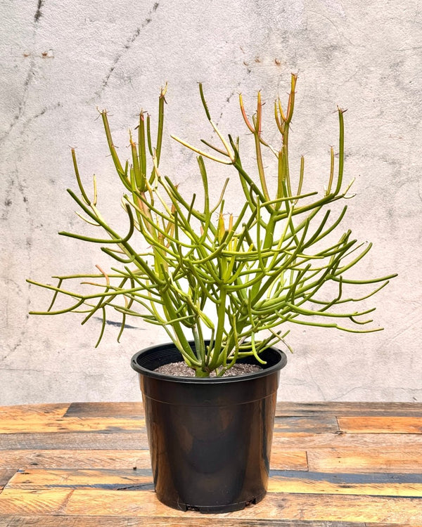 Euphorbia tirucalli (Firesticks) - Plant Daddy