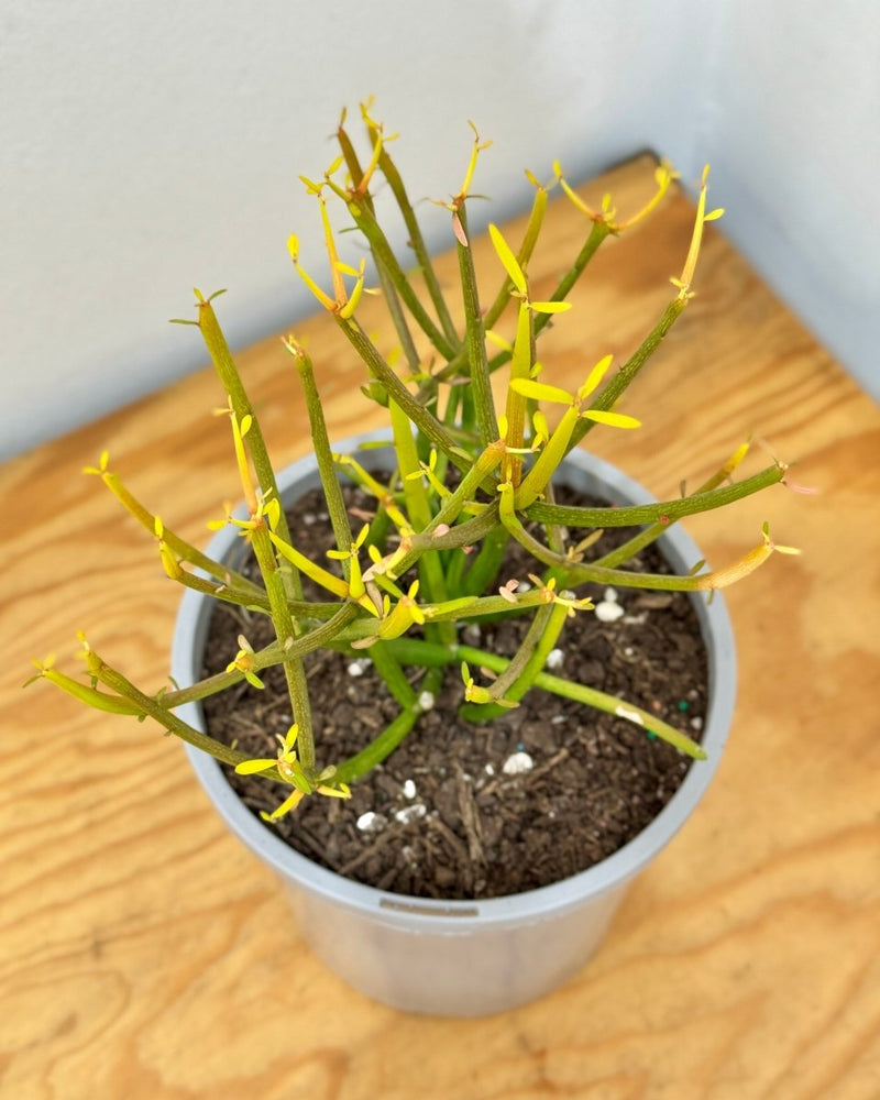 Euphorbia tirucalli (Firesticks) - Plant Daddy