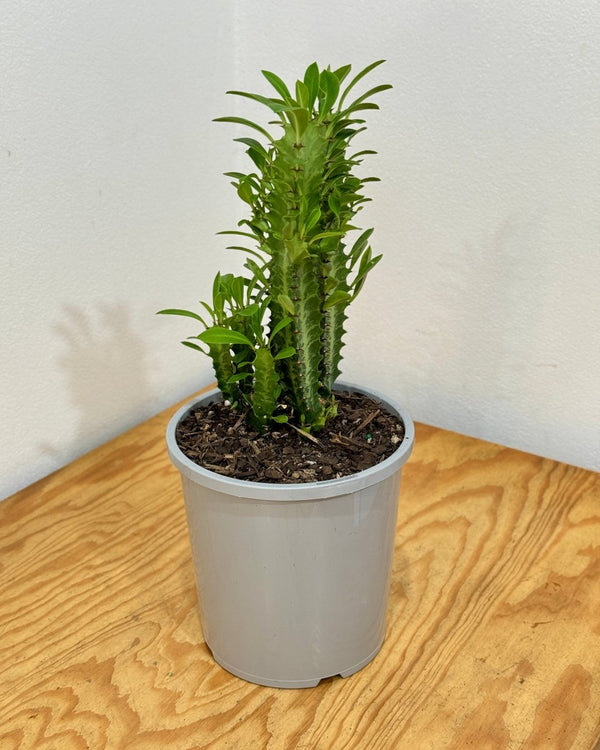 Euphorbia trigona (African Milk Tree) - Plant Daddy
