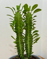 Euphorbia trigona (African Milk Tree) - Plant Daddy