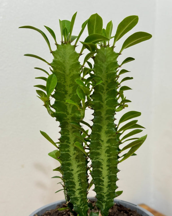 Euphorbia trigona (African Milk Tree) - Plant Daddy