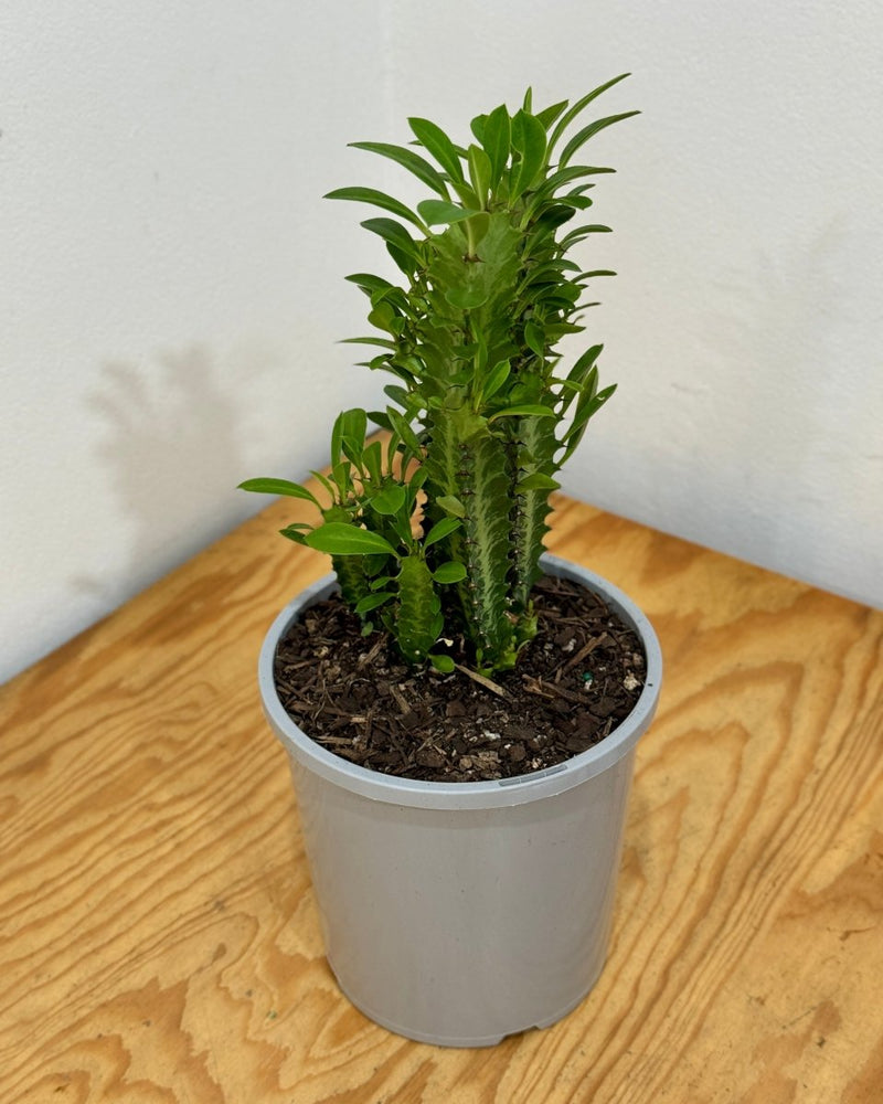 Euphorbia trigona (African Milk Tree) - Plant Daddy