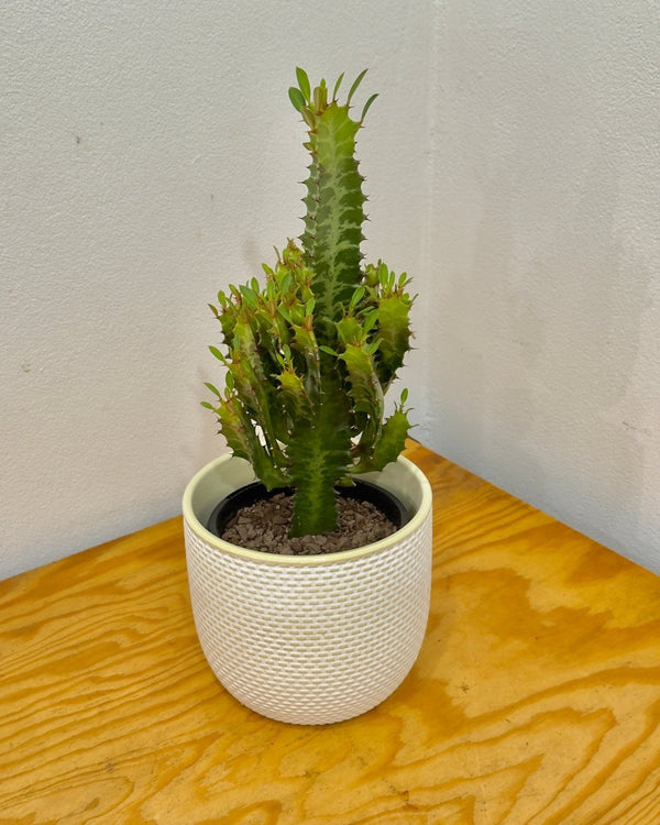 Euphorbia trigona (African Milk Tree) - Plant Daddy