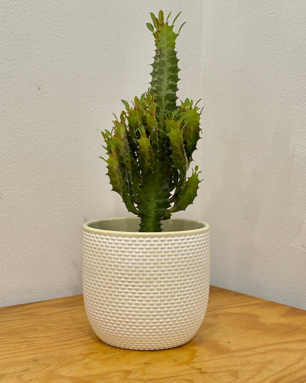 Euphorbia trigona (African Milk Tree) - Plant Daddy