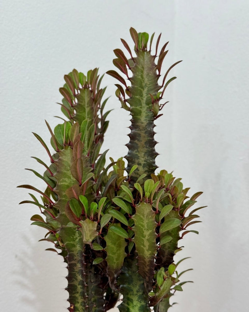 Euphorbia trigona ‘Rubra’ (African milk tree) - Plant Daddy