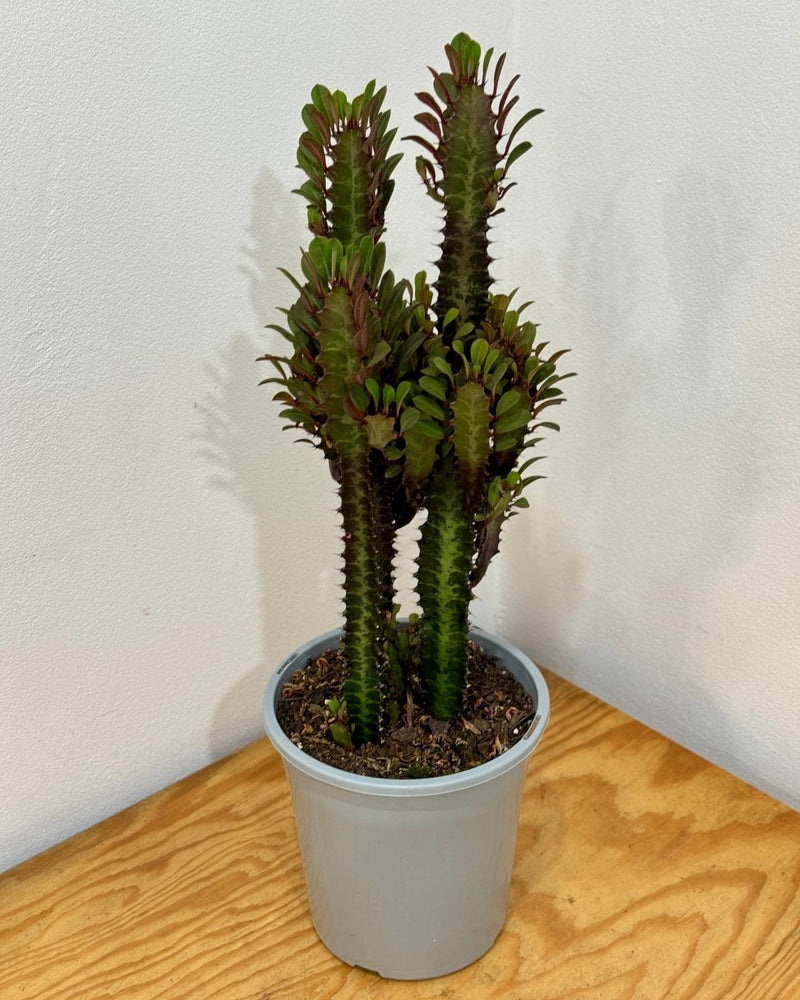 Euphorbia trigona ‘Rubra’ (African milk tree) - Plant Daddy